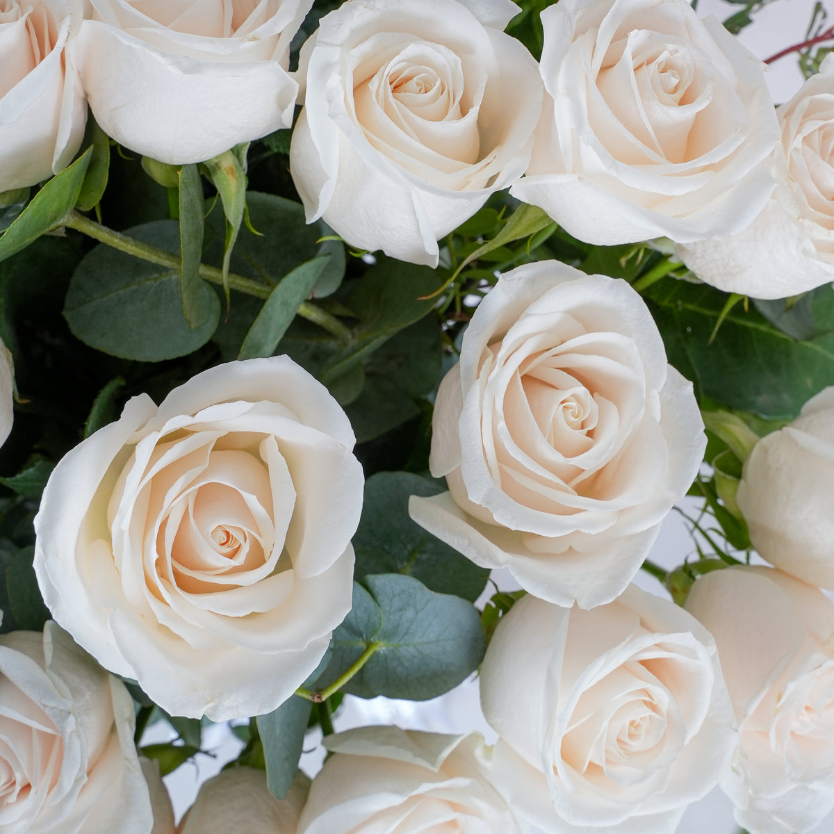Beautiful White Roses