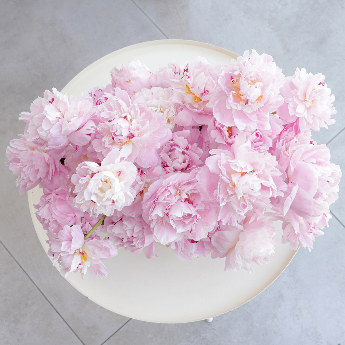 20 Pink Peony - Pot
