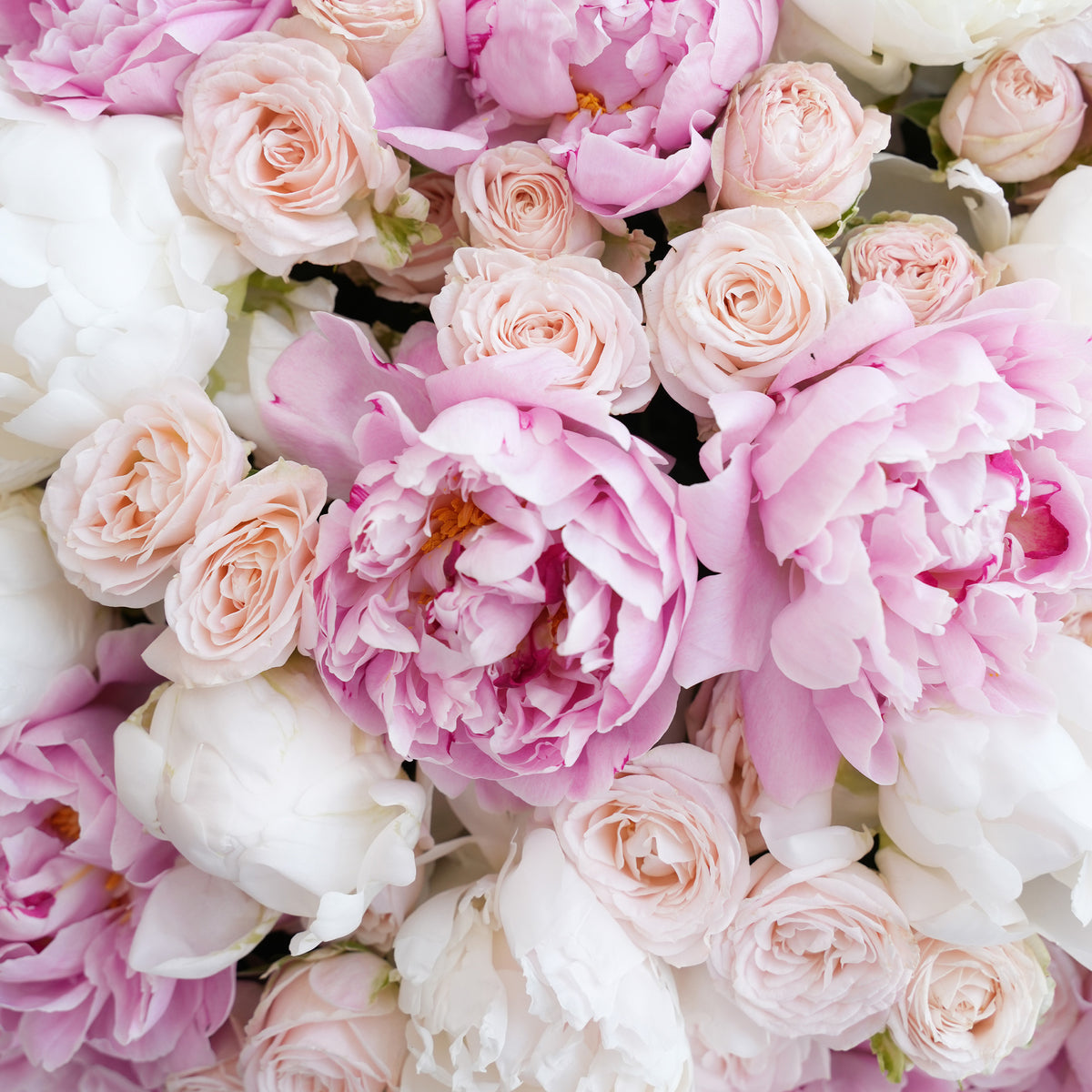 Petals of the Peony